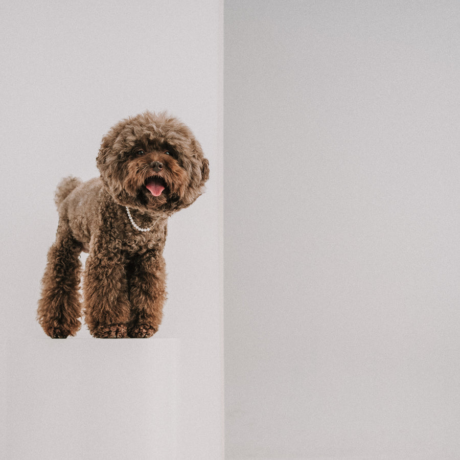 My Baby|6mm 毛小孩珍珠項鍊